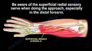 Anatomy Of The Brachioradialis Muscle  Everything You Need To Know  Dr Nabil Ebraheim [upl. by Beck]