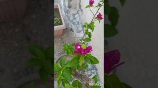 The Bougainvillea A Care Guide For the Worlds Most Dramatic Flower [upl. by Ellenij]