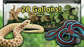 7 SNAKES That Can Live in A 20 GALLON Forever [upl. by Artap]