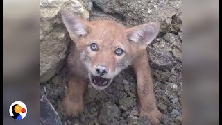 SCARED Coyote Trapped in COLLAPSED DEN Cant Wait To Be Free  The Dodo [upl. by O'Mahony]