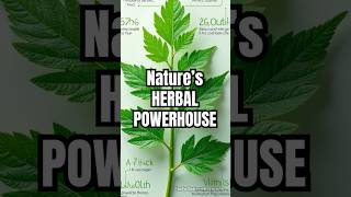 Nettle Leaf Natures Healing Power [upl. by Vokay]