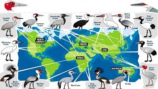 All Crane Bird Species  Species List [upl. by Aurelio]