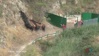 Falces Patronales 2024 Encierro del Pilón Ganadería Teodoro Vergara 12082024 [upl. by Umont955]