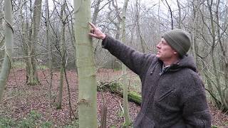 British winter tree identification and uses  Ash Fraxinus excelsior [upl. by Oicnanev]