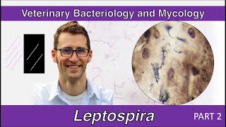 Leptospira Part 2  Veterinary Bacteriology and Mycology [upl. by Itraa343]