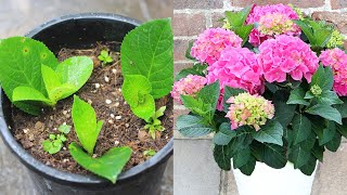 Hydrangea care at home How to grow hydrangea cuttings [upl. by Kristo]