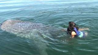 Swimming with a Baja Whale Shark [upl. by Zetrok]