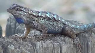 California Wildlife  Western Fence Lizard part 1of2 quotpushupsquot blue neckundersides [upl. by Alodee]