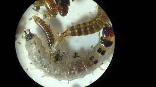 Under Microscope Young Larvae of Darkling Beetles amp Larvae of Flies Diptera ex Tree Fungus [upl. by Terrab372]