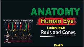 Rods and Cones  Photoreceptors of the eye  Structure of Rods and Cones  Learn Easily [upl. by Shimkus]