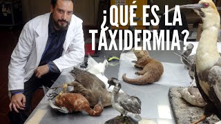 ¿Qué es la Taxidermia [upl. by Lyford891]