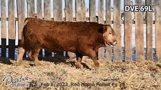 Davidson Gelbvieh Bull Lot DVE 69L sells Friday March 1 2024 [upl. by Pytlik]