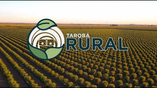 TAROBA RURAL 26052024 [upl. by Bonny]