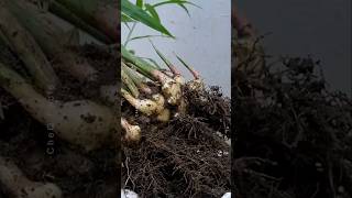 How to Grow Ginger at Home plants shorts farming [upl. by Guadalupe]