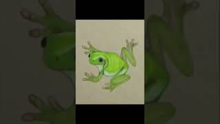 Drawing a Frog [upl. by Adnamor]