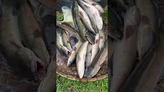 Amazing Cooking Fishes by Rural Chefs CookFishes Part1 YummyCookFishRecipes cookfishrecipe [upl. by Nongim118]