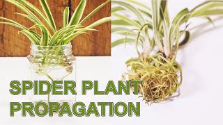 How To Propagate Spider Plants Multiple Methods With Results [upl. by Atews]