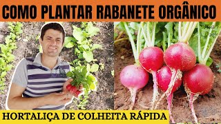 COMO PLANTAR RABANETE ORGÂNICO INÍCIO MEIO E FIM A HORTALIÇA MAIS RÁPIDA PARA SE CULTIVAR Ep30 [upl. by Gokey208]