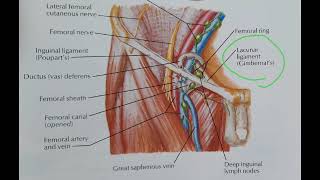 Lacunar ligament  Gimbernats ligament [upl. by Dupuy732]