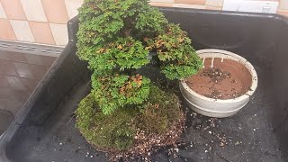 Hinoki Cypress repot and clean up [upl. by Robertson313]