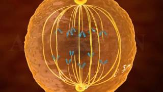 mitosis 3d animation  Phases of mitosis  cell cycle and cell division  mitosis and meiosis [upl. by Wulf]