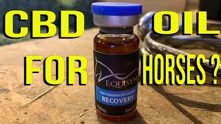 Does CBD Oil Work For Horses  Check Out My Results [upl. by Chaudoin159]