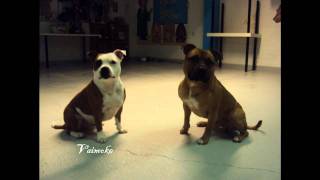 Staffordshire bull terrier [upl. by Krusche657]