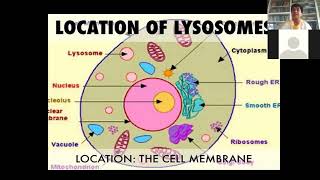 lysosome  ProfDr More S B [upl. by Saihttam63]