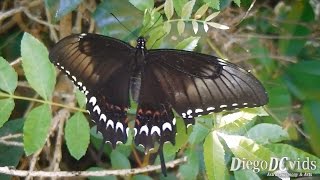 Papilio astyalus astyalus ♀ Broadbanded Swallowtail Papilionini Florianópolis [upl. by Arihay]