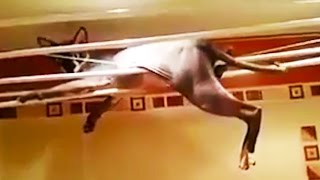 Funny Sphynx Cats 🙀 HILARIOUS SPHYNX CATS Funny Pets [upl. by Keeley]