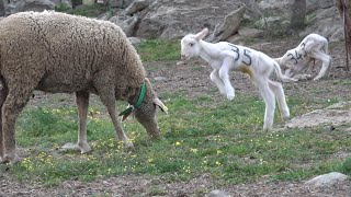 🐑 Ovejas y corderos madres e hijos en la dehesa solo observamos ASMR [upl. by Tyree743]