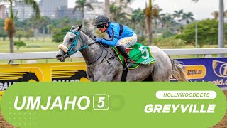 20241016 isiZulu Hollywoodbets Greyville Race 5 won by ZOOMBOMBER [upl. by Hayyim]