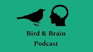 EP 2 Bird and Brain Podcast  the diddy episode [upl. by Ecaidnac]