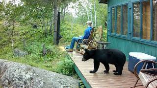 Near Bear Head Lake State Park Bears bears bears and more bears August 2024 [upl. by Anolahs110]