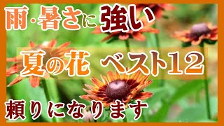 【夏花１２選】育てやすく晩秋まで咲く！頼りになる夏花特集雨＆暑さに強いロングランな宿根草・一年草ガーデニング [upl. by Llerdnam]