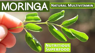 Moringa A Nutritious Superfood and Natural Multivitamin [upl. by Kerwon259]