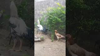 aseel cross chicken myfarmupdateaseel birds aseelhenfarm [upl. by Bink]