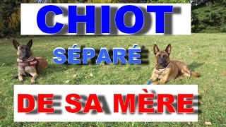 CHIOT SÉPARÉ DE SA MÈRE A 2 SEMAINES [upl. by Cirred]