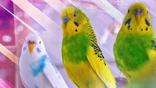 3 Hour Sounds of Budgies for Lonely Birds [upl. by Sherburne]