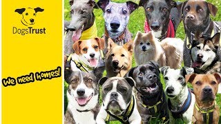 Our Dogs of the Week  Can You Give Them a Home  Dogs Trust [upl. by Analart749]