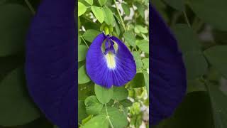 Clitoria ternatea Sangu Pushpam Aparajita Medicinal Plant [upl. by Mullen670]