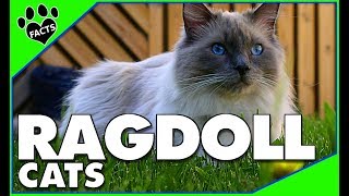 Ragdoll Cats 101  What to Know About Ragdoll Cats [upl. by Alilahk]