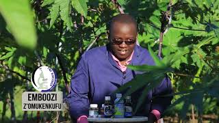 CASTOR SEEDS CULTIVATION AND COMMERCIAL STATUS WITH OMUKENKUFU NYANZI JULIUS Part 1 [upl. by Ssor]