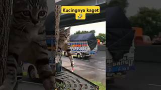 Kucing kaget Klason mobil Truk Canter HDX 120canter trukoleng capcut shorts [upl. by Anniram847]