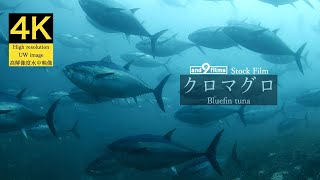 【4K 水中映像】クロマグロ  Bluefin tuna  Thunnus orientalis [upl. by Lux50]