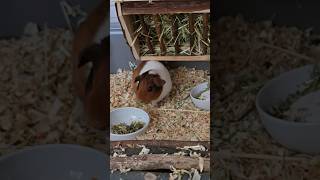 🐹 So cute 🥰❤️🥰 meerschweinchen cute [upl. by Gabbert600]