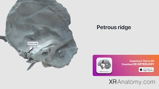 Temporal Bone  Petrous ridge [upl. by Khan]