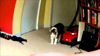 Tuto Comment effrayer un chat [upl. by Pirri]