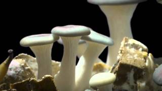 Oyster Mushroom Time Lapse Pleurotus ostreatus [upl. by Ardnasil]