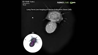 Long Term Live Imaging of Mouse Embryonic Stem Cells updated [upl. by Arral525]